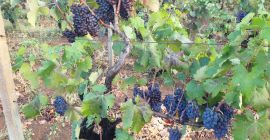 A la venta uvas de vino de uvas negras