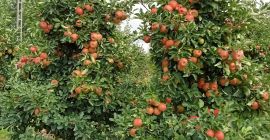 Buenos Días a la venta una manzana SZAMPION. La