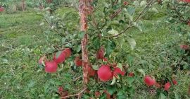 Buenos días a la venta una manzana SZAMPION, Ruanda