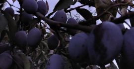 Sencillo húngaro, dulce, bien coloreado, directo del árbol.