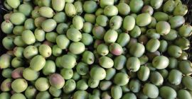 Venderé mini kiwis polacos. Precio 13 PLN por kg.