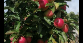 Estamos en capacidad de brindar liquidez en montos de