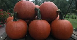 Vendo calabazas variedad Gomez precio 1.50 kg No dude