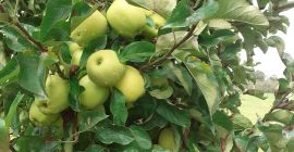 Venderé manzanas doradas Manzanas limpias sin gusano