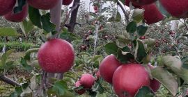 Vendo manzanas rojas jonaprince manzanas limpias sin granizo de