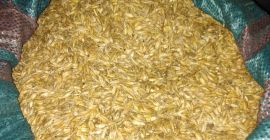 Vendo espelta desgranada, limpia, variedad shwabenkorn, grano limpio ecológico.