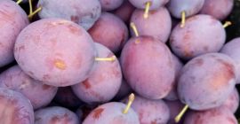 Venderé la ciruela presidente ahora o dentro de un