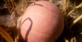 Venderé calabazas Bambino y Melon Yellow con un peso