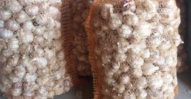 Venderé ajo de invierno de la variedad Old Polish