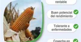 maiz  tropi 101(7 a 12) ton /ha y agri144(3