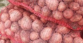 Venta de patatas de consumo Bellarosa, envasadas en sacos