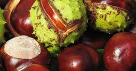 Vendo castañas ecológicamente limpias (Aesculus hyppocastanum). Para más información,