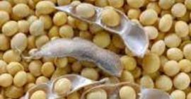 Compramos soja del almacén, del campo y del elevador.