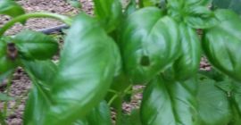Se vende albahaca genovesa, cultivada en zona protegida. También