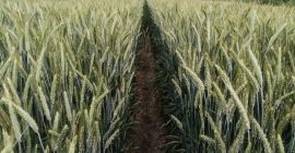 Triticale BELCANTO • N° 1 en rendimiento en Polonia