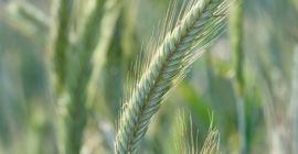 Centeno TUR • grano grueso con buena uniformidad y