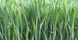 GRANAT centeno poblacional • Variedad de centeno poblacional de
