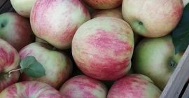 ¡Hola! Somos productores de manzanas de Macedonia, la tierra
