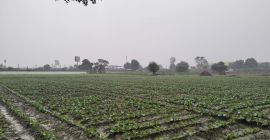 La coliflor fresca está disponible directamente del agricultor