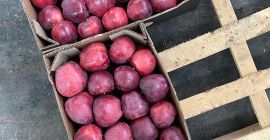 Manzana toda variedad: red delicious, grenny smith, mutsu, idared,