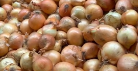 Hola vendo cebollas de bolsa, bigband, sueltas