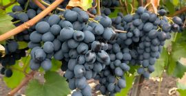 Se venden uvas de mesa de producción propia, variedad