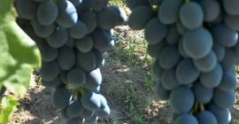 ¡Uvas frescas y muy sabrosas!