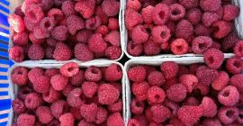 Vendo frambuesas de mi propia plantación dulce ecológico cosecha