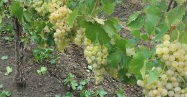 Vendo uva de mesa de calidad, variedad Blanca de