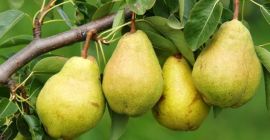 vendemos peras