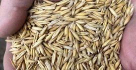 Vendemos avena de alta calidad, ¡contáctenos para más detalles!