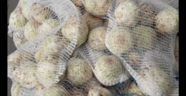 Venta de apio sucio o lavado directamente del agricultor.