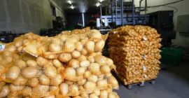 Patatas a la venta a granel. ¡Buena calidad!...para consumo