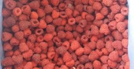 Frambuesa congelada envasada en cajas de 8-10 Kg. Clase