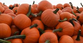 Venta de calabazas de Halloween. Variedades Spitfire (tamaño de