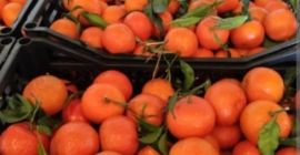 Vendo mandarina clementina directamente de españa encerada k3-5 empacada
