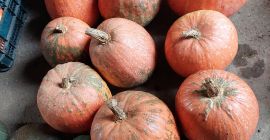 Calabazas sin fertilizante. Las calabazas de piel verde tienen