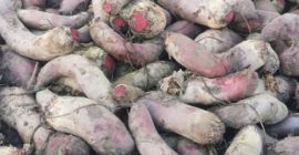 Remolacha roja oblonga, variedad Alexis: grande, de color fuerte,