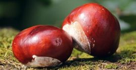 Compraré castañas los lunes, miércoles y viernes de 15:00