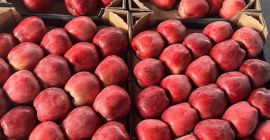 ¡Vendemos diferentes variedades de manzanas en grandes cantidades! Para