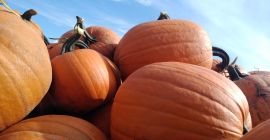 Calabaza de bonito color, naranja, con un peso de