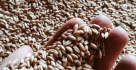Vendo triticale, variedad Carmelo, buen grano grueso.