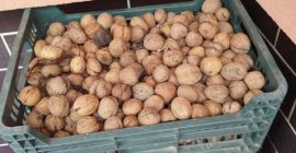 Nueces frescas este año