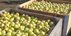 Manzanas goldendelicious - ecológicas certificadas para la industria -