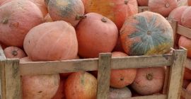 Vendo comida calabazas bambino. No duchado.