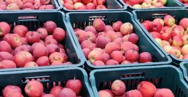 Vendo aproximadamente 3-3.5 toneladas de manzanas, diferentes variedades, recolectadas