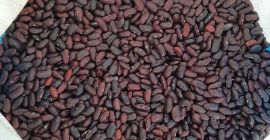 frijoles rojos, limpios en sacos