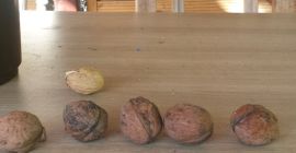 Hola, tengo buenas nueces grandes de un árbol, sanas,