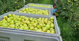 ordinario soiuri cal y manzanas de la más alta