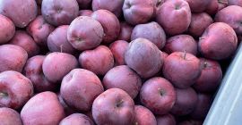 ordinario soiuri cal y manzanas de la más alta